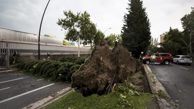 Un árbol caído en la avenida San Juan de la Peña de Zaragoza.