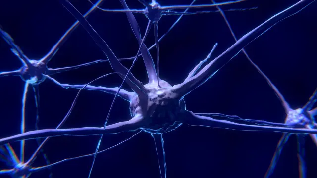 Este descubrimiento podría ayudar en la investigación de las enfermedades neurodegenerativas.
