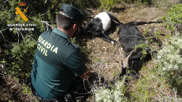 Los agentes encontraron tres cabras muertas con disparos de arma de fuego cerca de Angüés.