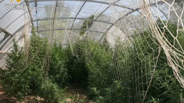 La plantación de marihuana de Alfajarín estaba en un invernadero anexo a una vivienda.