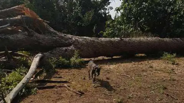 Una tormenta derriba un pino centenario en Villafranca de Ebro