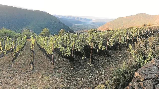 En Barbenuta está el viñedo más alto de la Península Ibérica.