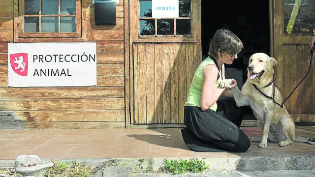 El antiguo centro de protección animal en Peñaflor será sustituido en 2019.