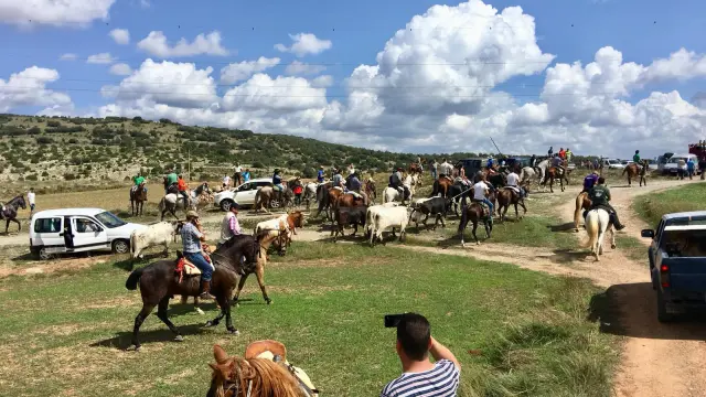 Jinetes, caballos y reses bravas se acercan a La Puebla de Valverde en el encierro.