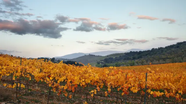 Los vinos de Aragón ocupan un lugar destacado dentro de las Figuras de Calidad Diferenciada.