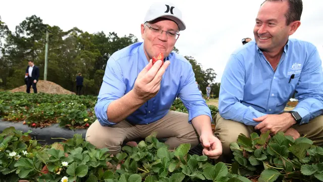 El primer ministro australiano Scott Morrison come una fresa junto a Fisher Andrew Wallace durante una visita a la granja de fresas en Sunshine Coast.