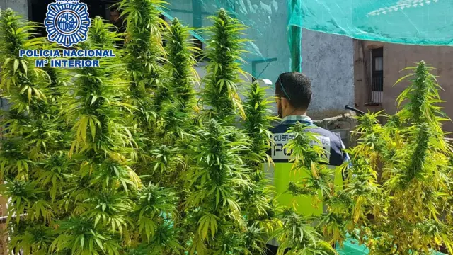 Una de las plantaciones de marihuana halladas en el interior de una de las dos viviendas registradas en Huesca.