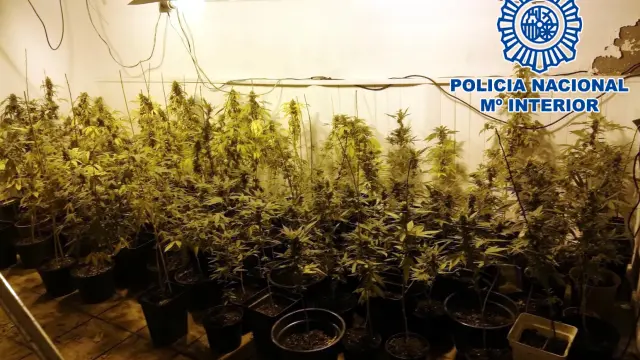Imagen de las plantas intervenidas por la Policía Nacional en el invernadero clandestino de Cadrete.