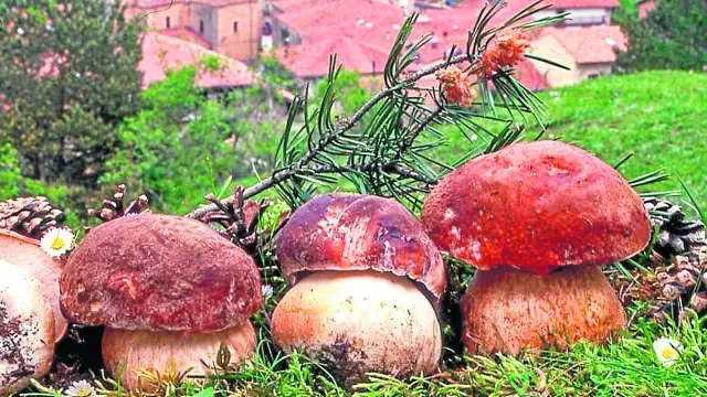 Boletus en su variedad pinophilus recién cosechados por el micólogo Ángel Leiva. Es una de las setas más populares en Aragón y que más se venden y cocinan.