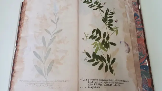 Uno de los libros del Real Jardín Botánico de Madrid, afectado por bacterias