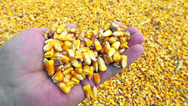 Las zonas más tempranas de recolección de maíz en Aragón ya tienen la cosecha en sus almacenes. En otras comarcas, la recolección aún no ha empezado.