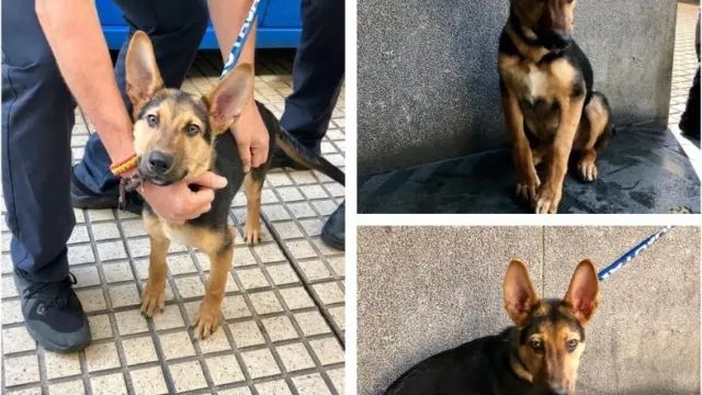 La Policía halla un perrito abandonado en un portal del centro de Zaragoza