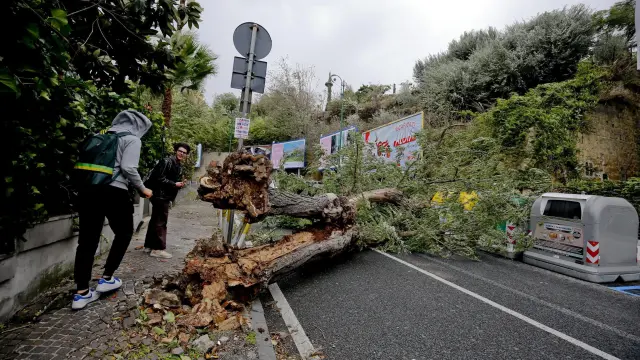 Árbol caído debido a los fuertes vientos en una calle de Nápoles.