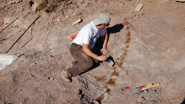 Cola del Lavocatisaurus en la excavación.