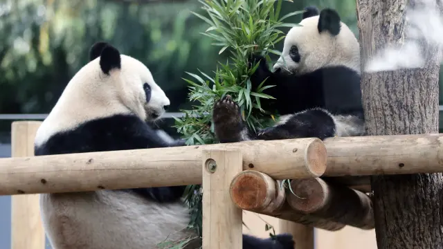 Un oso panga gigante (derecha) y su madre comen bambú en un zoo en Tokyo.