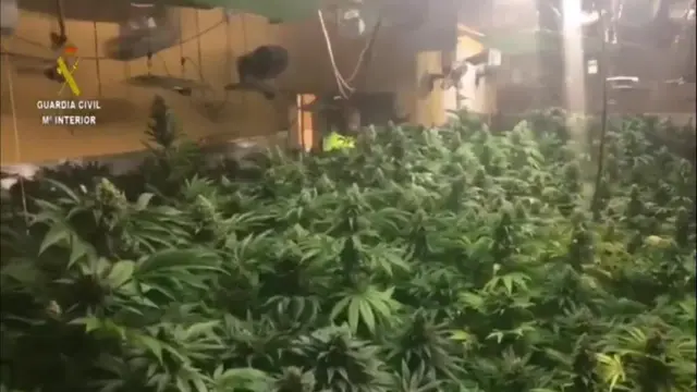 Halladas más de 1.600 plantas de marihuana en una vivienda de Garrapinillos