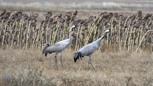 Un grupo de grullas en uno de los campos del entorno de la Laguna de Gallocanta.