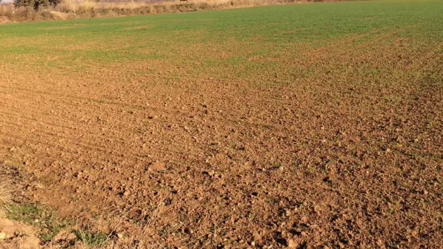 Cultivo afectado por las plagas de conejos en Aragón.