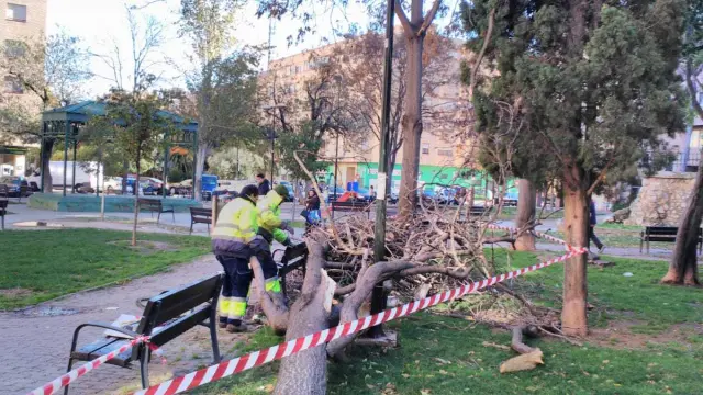 El árbol caído en la plaza de Reina Sofía.