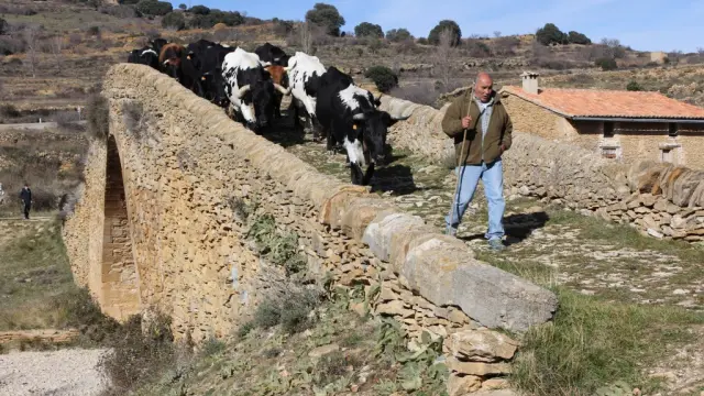 El ganadero Lionel Martorell, al frente de su rebaño de vacas camino de Tarragona.