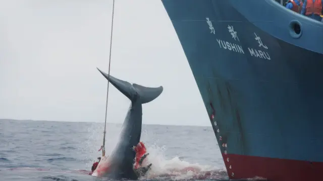 Foto de archivo de la caza de una ballena.