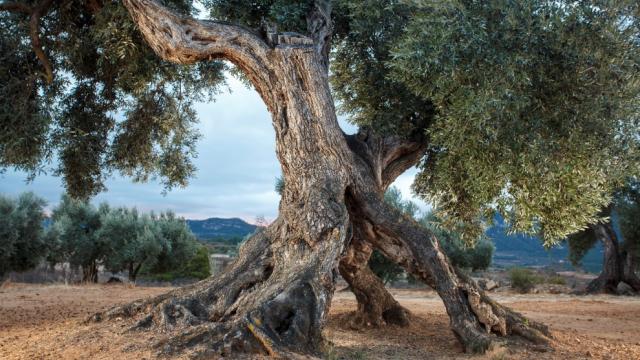 Uno de los más de 5.000 olivos milenarios. Este se ubica en el municipio de Valderrobres. Mancomunidad de la Taula del Sénia.