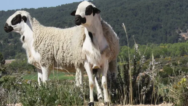 Dos ejemplares de oveja ojinegra de Teruel.