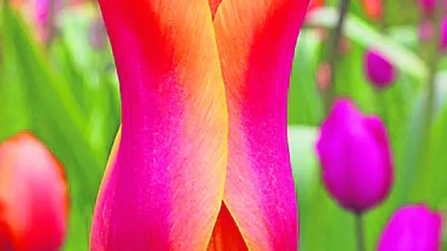 El tulipán 'ballerina' destaca por su olor