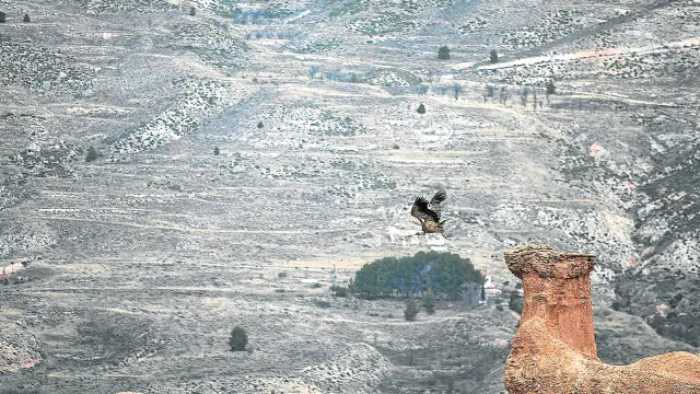 Un buitre levanta el vuelo desde la cabeza del 'camello', la figura más famosa de las Cárcavas de Morata de Jiloca.