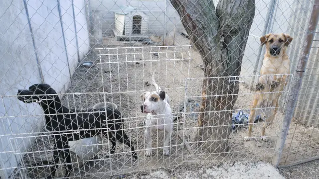 Imagen de varias jaulas exteriores en la perrera de Peñaflor.