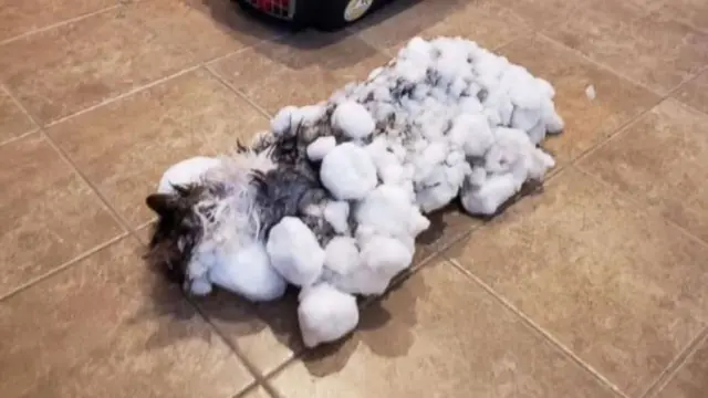 Fluffy, la gatita que se congeló sepultada por 40 centímetros de nieve y volvió a la vida