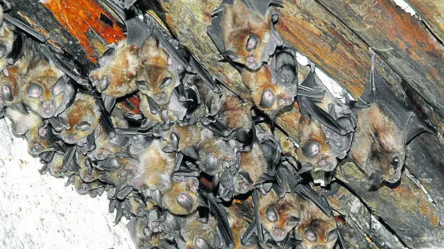 Colonia de murciélagos de herradura en los Mases del Manzano de Pitarque