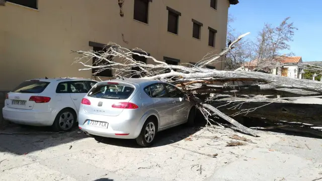 El árbol se ha desplomado sobre dos coches aparcados en Rubielos.