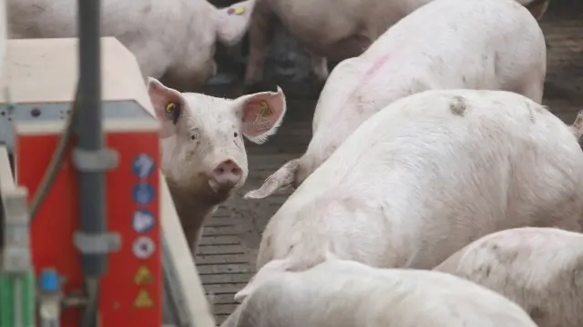 Cerdos en una granja.