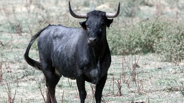 Imagen de archivo de una vaca de La Rebomba