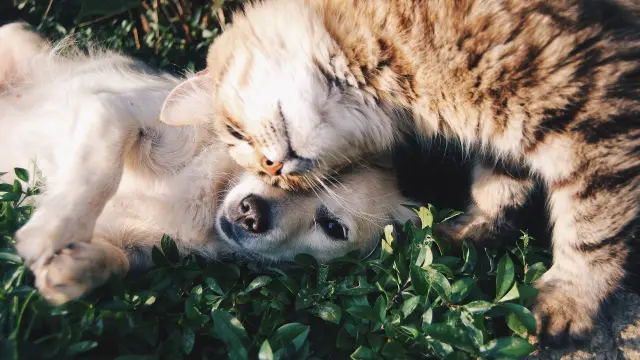 Los perros y gatos también sufren alergias primaverales.