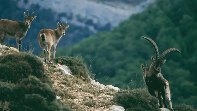 Ciervos cerca de Bronchales, en la Sierra de Albarracín.