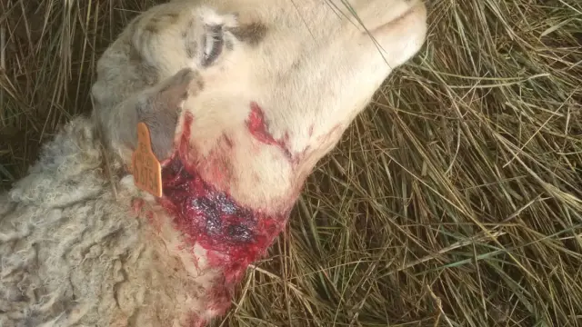 Una de las ovejas atacadas