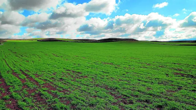 Un campo de cebada de Fuentes Claras, en la comarca turolense del Jiloca, en el que se evidencia la recuperación del cultivo.