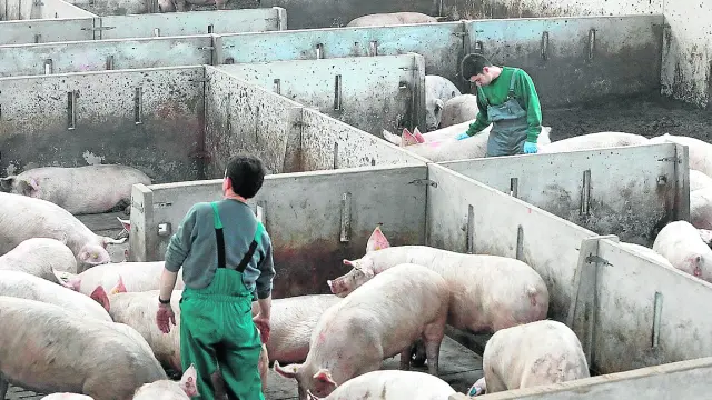 Granja de cerdos de Portesa en Singra/13-02-19/foto:Javier Escriche [[[FOTOGRAFOS]]]