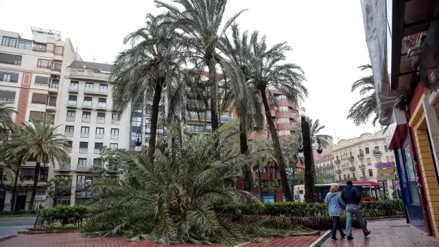 Palmeras derribadas por el viento en Valencia