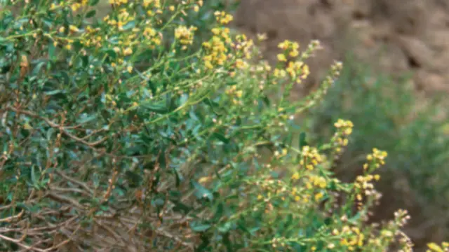 El crujiente aragonés, arbusto en peligro de extinción en Aragón, endémico de zonas áridas del sur de Teruel