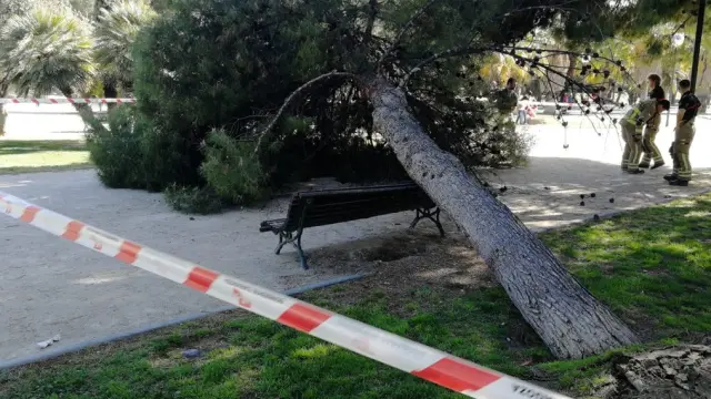 Árbol que ha caído en un banco del parque de La Aljafería.