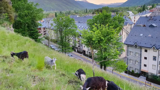 Las cabras pirenaicas ya están en la localidad.