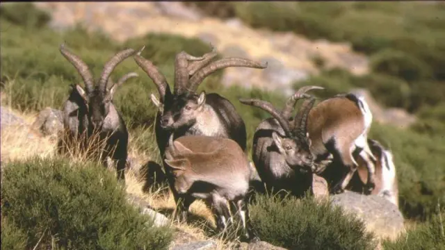 Ejemplares de cabra hispánica en los montes de Teruel.