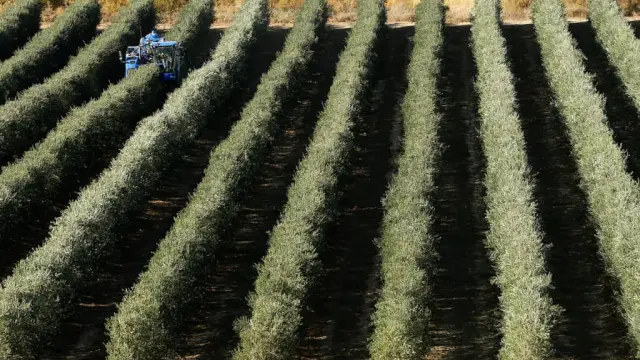 Uno de los campos de olivos de Flor de Sal.
