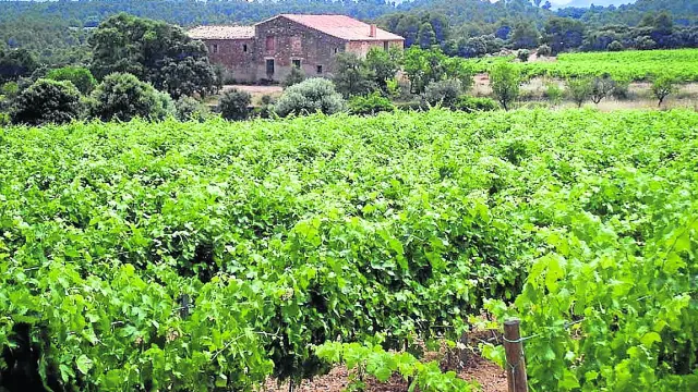 Viñas de Lagar d’Amprius en la comarca turolense del Matarraña.