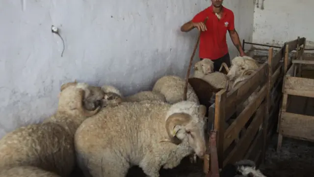 Luis Sorrosal y sus ovejas merinas, muy apreciadas por la calidad de su lana.