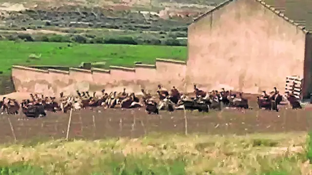 Decenas de aves necrófagas en la explotación ganadera de Tauste.