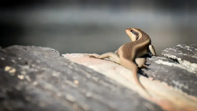 Imagen de un gecko.
